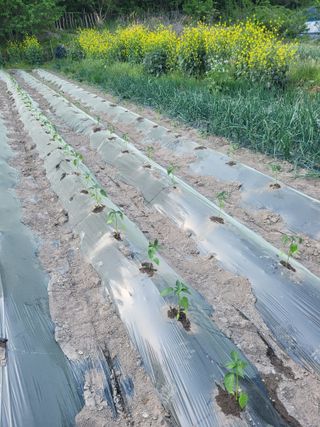 동길니우스님의 기타작물 · 영농일지 작성글 사진