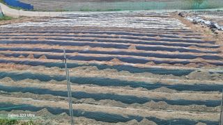 임일재님의 고구마 · 영농일지 작성글 사진