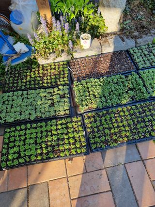 아름다운초옥농원님의 상추 · 영농일지 작성글 사진