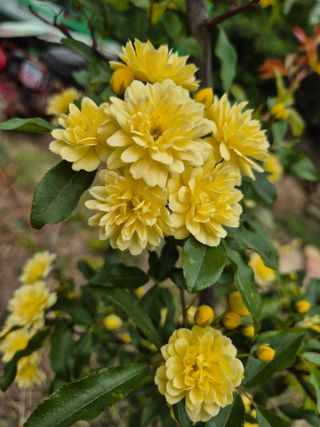 진문거사님의 기타작물 · 영농일지 작성글 사진