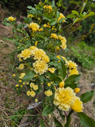 진문거사님의 기타작물 · 영농일지 작성글 사진