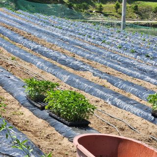 오영세님의 고추 · 영농일지 작성글 사진