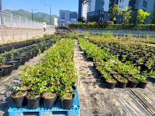 이준석님의 블루베리 · 영농일지 작성글 사진