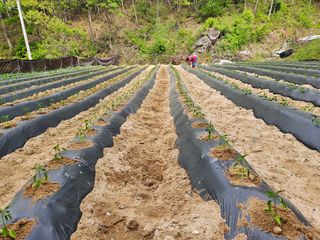 감7768님의 고추 · 영농일지 작성글 사진