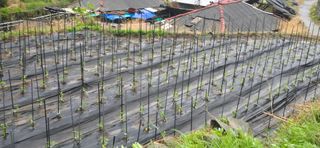 진전님의 고추 · 영농일지 작성글 사진