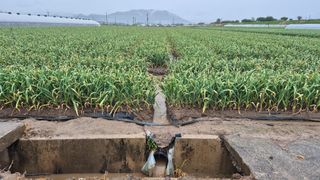 서정욱님의 마늘 · 영농일지 작성글 사진