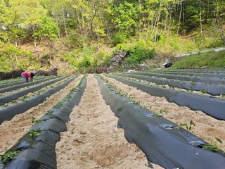 감7768님의 고추 · 영농일지 작성글 사진