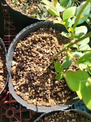 이준석님의 블루베리 · 영농일지 작성글 사진