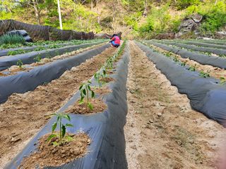 감7768님의 고추 · 영농일지 작성글 사진