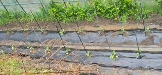 진전님의 고추 · 영농일지 작성글 사진