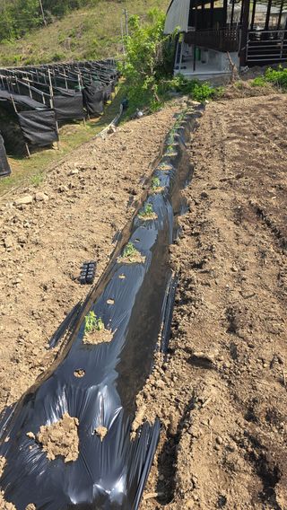 癡愚님의 기타작물 · 영농일지 작성글 사진