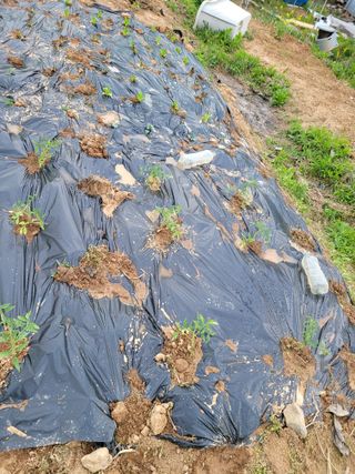 이연종님의 기타작물 · 영농일지 작성글 사진