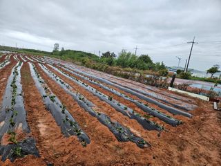 강창원님의 고추 · 영농일지 작성글 사진