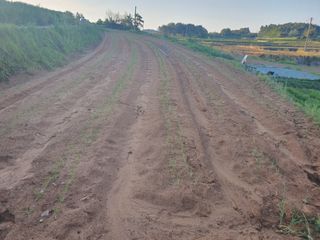 서툰 농부짱님의 기타작물 · 영농일지 작성글 사진