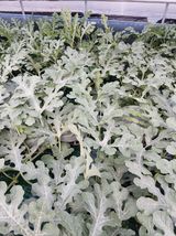 팜모닝 기타작물·영농일지 게시글 이미지