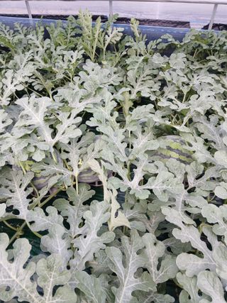 Smy1245678님의 기타작물 · 영농일지 작성글 사진