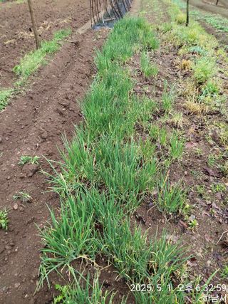 고골농장님의 기타작물 · 영농일지 작성글 사진