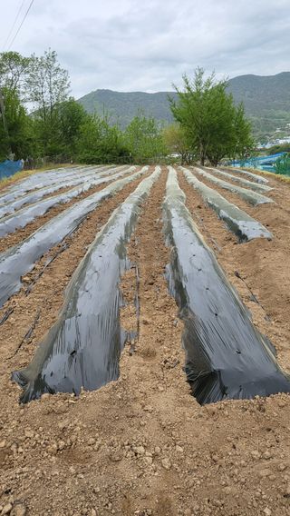 양석원님의 고추 · 영농일지 작성글 사진