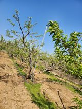 팜모닝 복숭아·영농일지 게시글 이미지