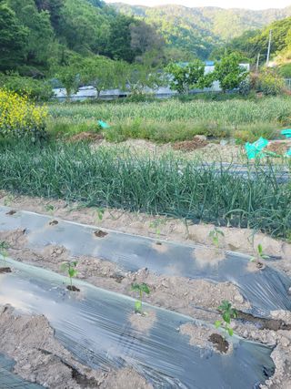 동길니우스님의 기타작물 · 영농일지 작성글 사진