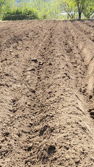 양석원님의 고추 · 영농일지 작성글 사진