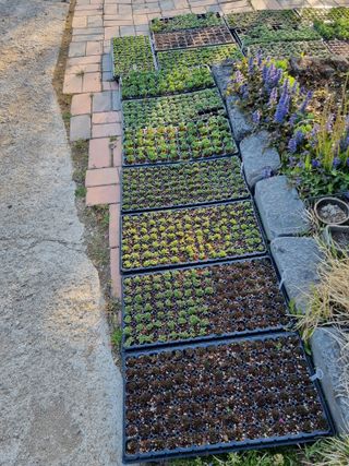 아름다운초옥농원님의 상추 · 영농일지 작성글 사진