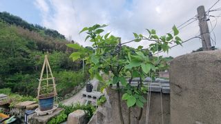 촌사리(김정대)님의 호박 · 영농일지 작성글 사진