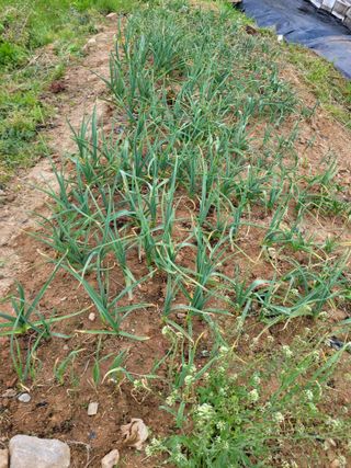 이연종님의 기타작물 · 영농일지 작성글 사진