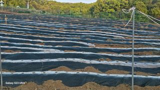 임일재님의 고구마 · 영농일지 작성글 사진