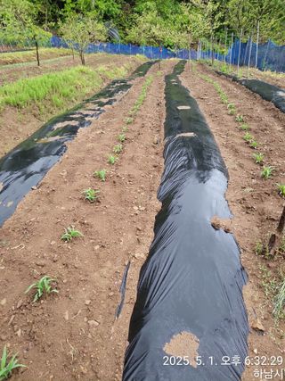 고골농장님의 기타작물 · 영농일지 작성글 사진