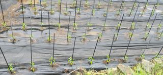 진전님의 고추 · 영농일지 작성글 사진