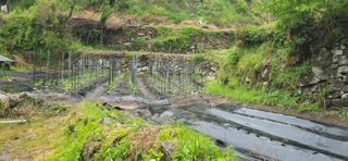 진전님의 고추 · 영농일지 작성글 사진