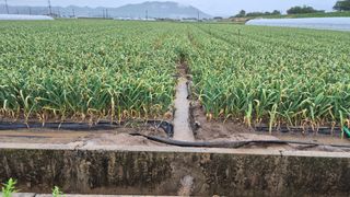 서정욱님의 마늘 · 영농일지 작성글 사진