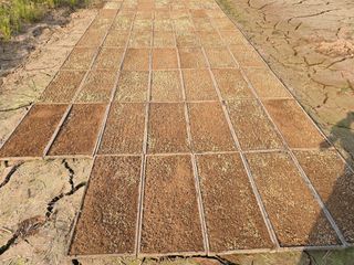 박정원님의 벼 · 영농일지 작성글 사진