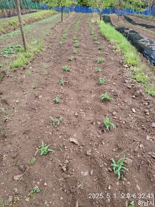 고골농장님의 기타작물 · 영농일지 작성글 사진