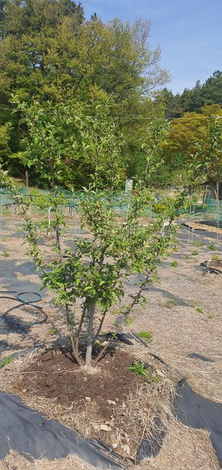 박상중님의 기타작물 · 영농일지 작성글 사진