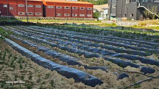 임일재님의 고구마 · 영농일지 작성글 사진