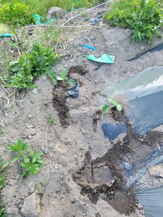 동길니우스님의 기타작물 · 영농일지 작성글 사진