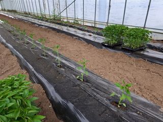 들깨 자색마 고추님의 고추 · 영농일지 작성글 사진