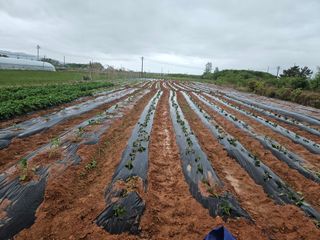 강창원님의 고추 · 영농일지 작성글 사진