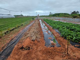 강창원님의 고추 · 영농일지 작성글 사진