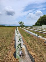 팜모닝 기타작물·영농일지 게시글 이미지