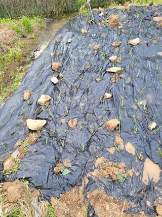 이연종님의 기타작물 · 영농일지 작성글 사진