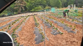 임일재님의 고구마 · 영농일지 작성글 사진