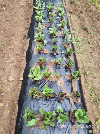 고골농장님의 기타작물 · 영농일지 작성글 사진