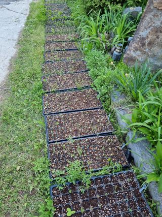 아름다운초옥농원님의 상추 · 영농일지 작성글 사진