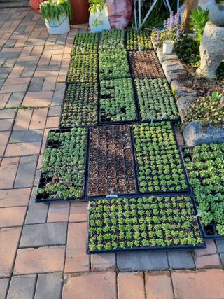 아름다운초옥농원님의 상추 · 영농일지 작성글 사진