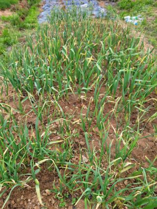 이연종님의 기타작물 · 영농일지 작성글 사진