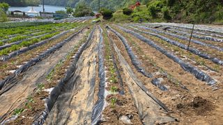 정태권님의 고추 · 영농일지 작성글 사진