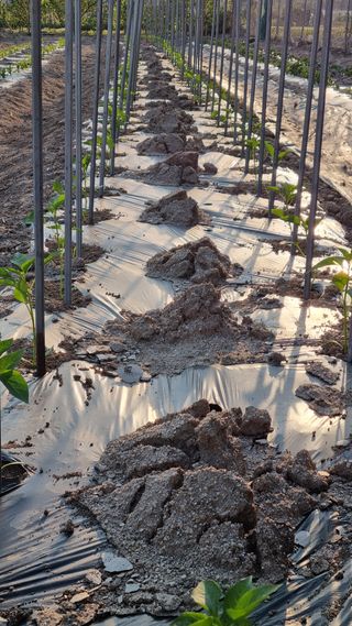 최언봉님의 고추 · 영농일지 작성글 사진